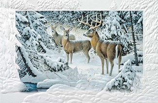 The Edge of Light | Wildlife themed boxed Christmas cards