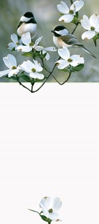 Springtime Chicadees | Songbird themed list pad