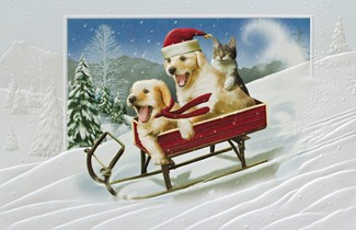 The Need for Speed | Pet themed boxed Christmas cards