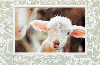 Hello World | Lamb inspirational birthday cards