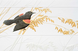 Red-Winged Blackbird | Blank Boxed Notes