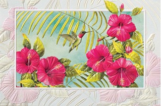Hibiscus & Hummingbird (GW) | Get Well greeting cards
