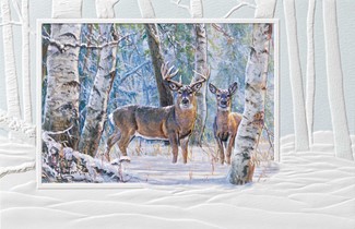 Winter's Beauty| Inspirational boxed Christmas cards
