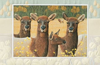 Heads Up | Elk birthday greeting cards
