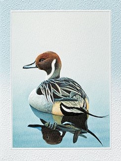 Pintail Duck | Duck embossed birthday note cards