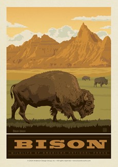 NP Wildlife Bison Postcard | Postcard