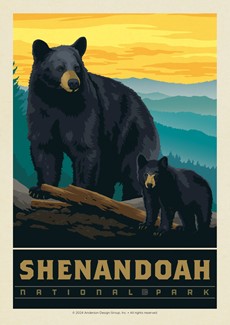 Shenandoah NP Wildlife Black Bears Postcard | Postcard