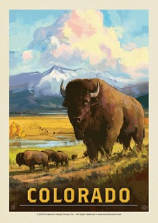 CO Bison Postcard | Postcard