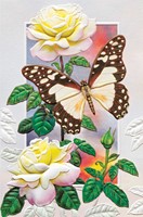 White Lady Swallowtail (BDIN) Folded - W/Env