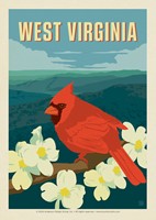 WV Cardinal Postcard