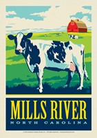 Mills River NC Farm Cow Postcard