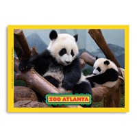 Atlanta Zoo Panda Two Vert Sticker