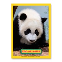 Atlanta Zoo Panda Baby Vert Sticker